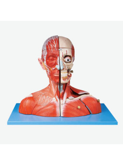 HEAD AND NECK WITH BLOOD VESSELS NERVES AND  BRAIN
